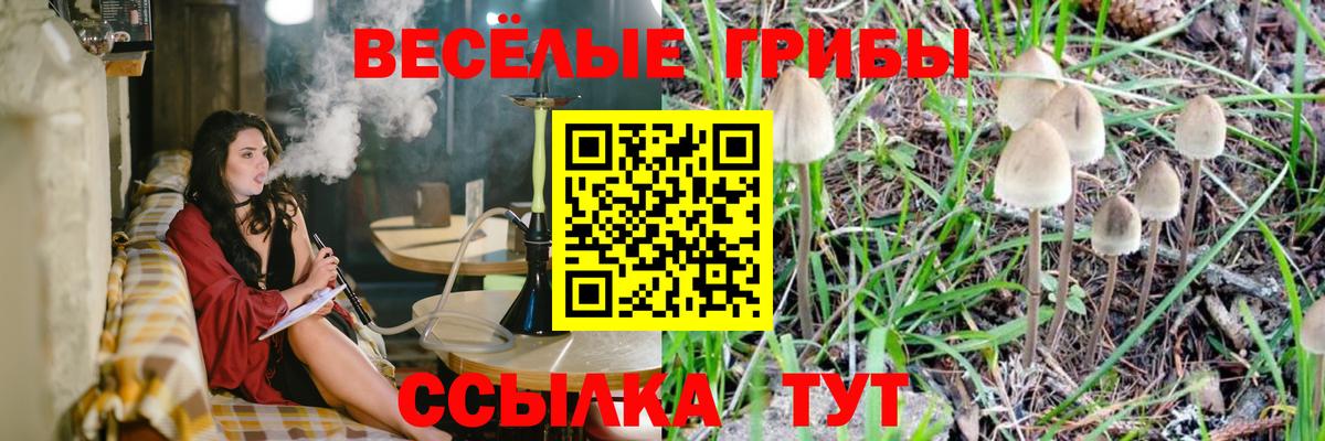 Псилоцибиновые грибы Psilocybe  Елабуга 